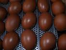Welsummer eggs (2K)